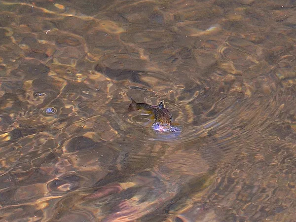 User submitted picture: Small brown trout - takin...