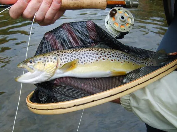 User submitted picture: A nice fish caught on my ...