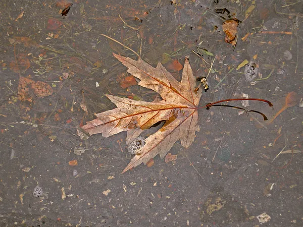 User submitted picture: The first signal of the c...