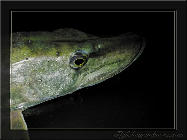 User submitted picture: winterpikeflyfishing