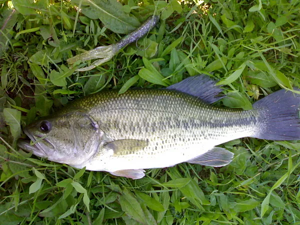 User submitted picture: omszki to hungary europa