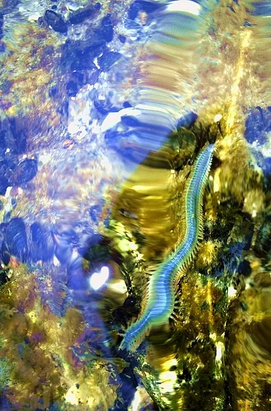 User submitted picture: Saltwater worms stil acti...