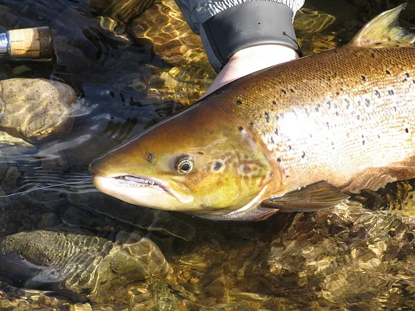 User submitted picture: Scotland West-coast
Catc...