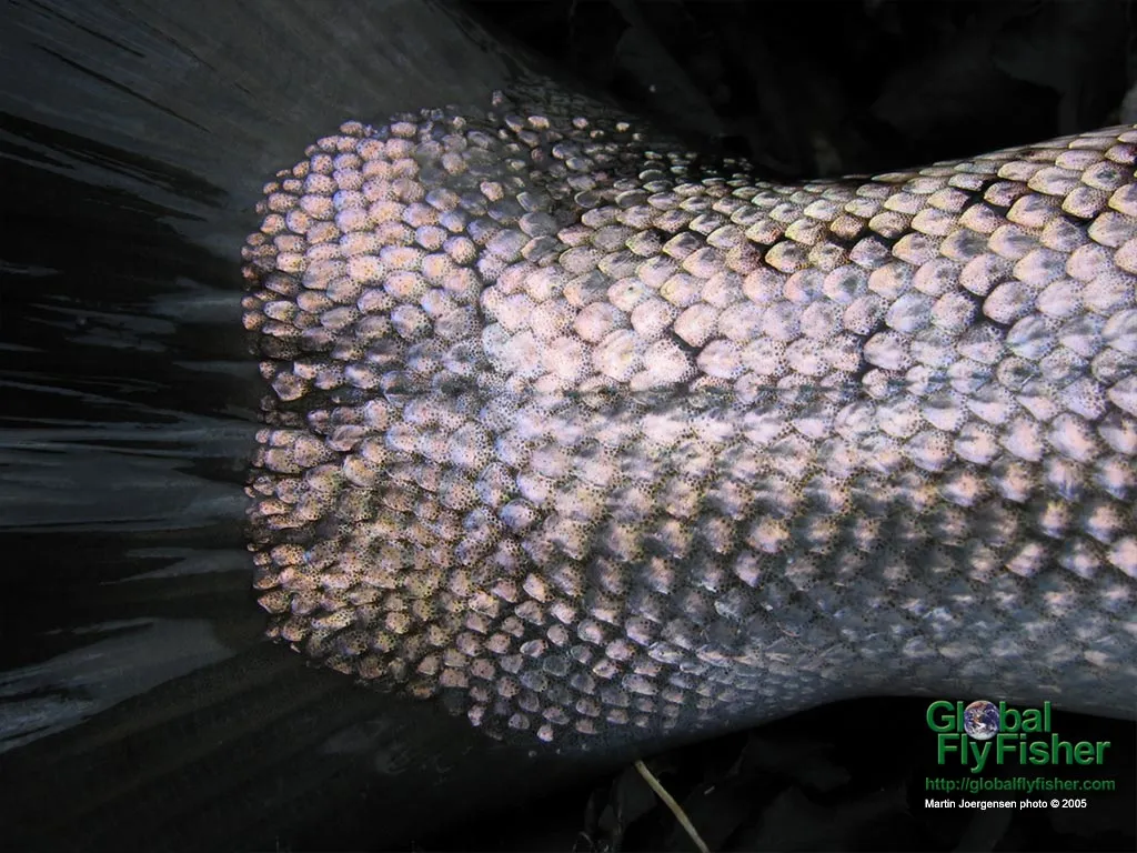 Computer screen wallpaper: Rosy sheen